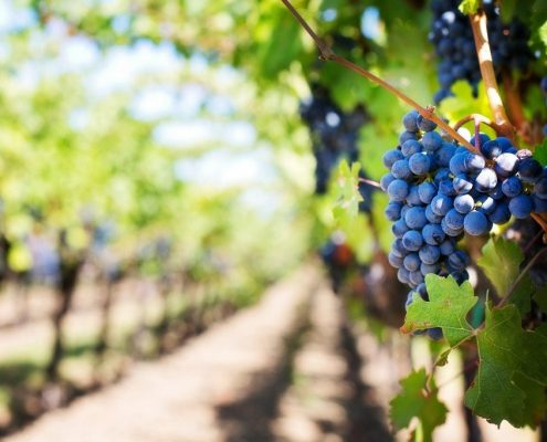 Palisade Colorado Grape Vineyards