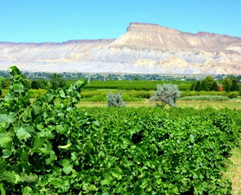 view of Mt. Garfield from a vineyard